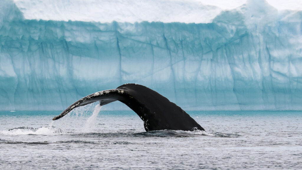 What is Expedition Cruising? The Ultimate Guide