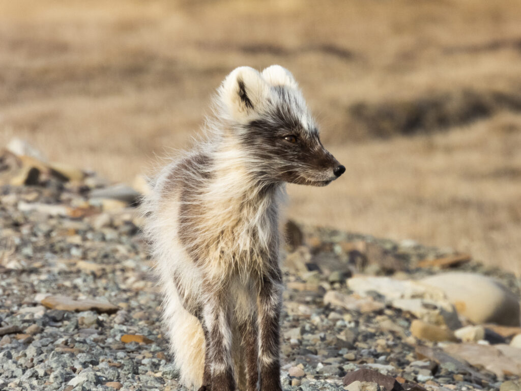 Arctic fox in Bjørndalen