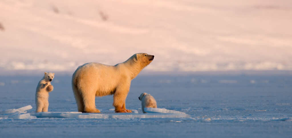 Best time to travel to Svalbard: The Seasons Explained