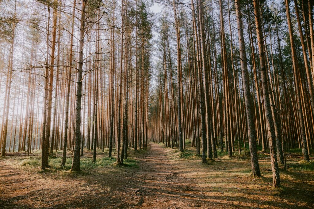 Active Summer in the Baltics: Cycling, Hiking & Wild Swimming