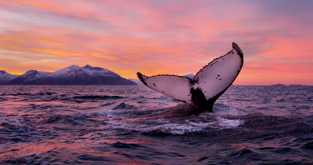 Arctic Wildlife Experiences: Where to See Polar Bears, Whales and Brown Bears