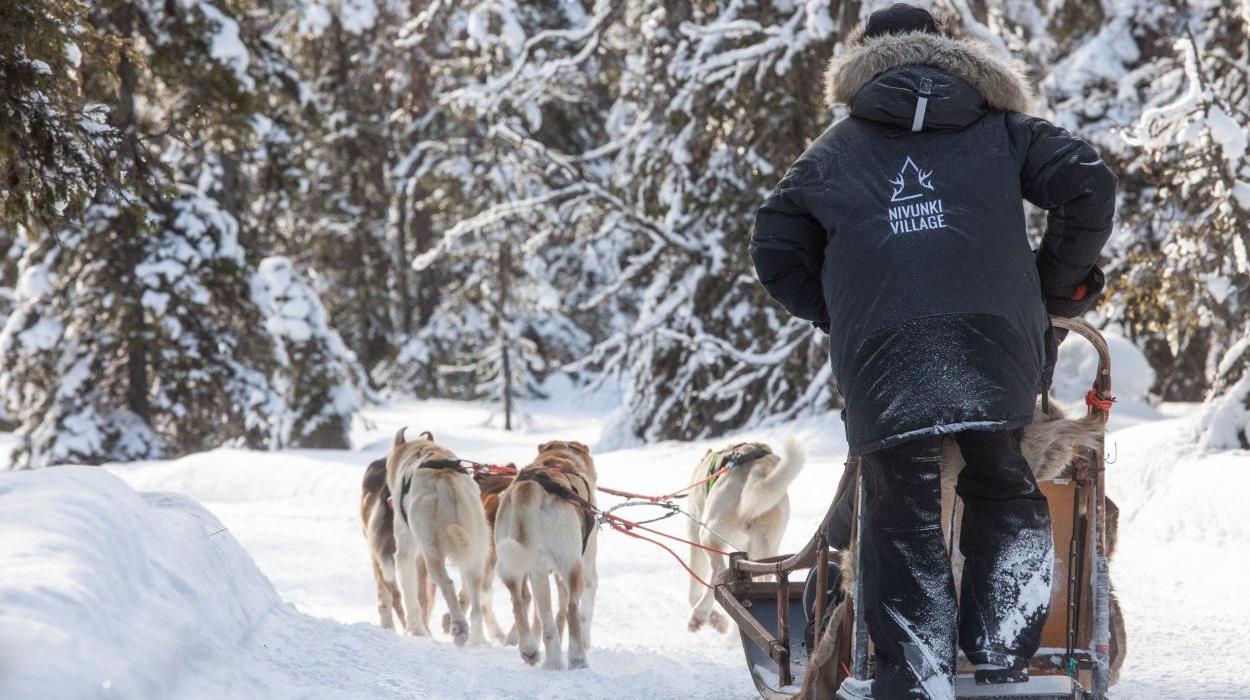 Half-Day Husky Safari at Nivunki Village