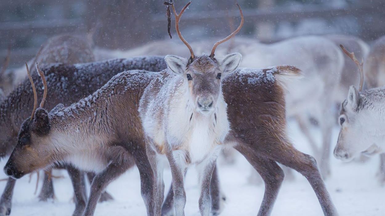 Reindeer Ride in the Wilderness