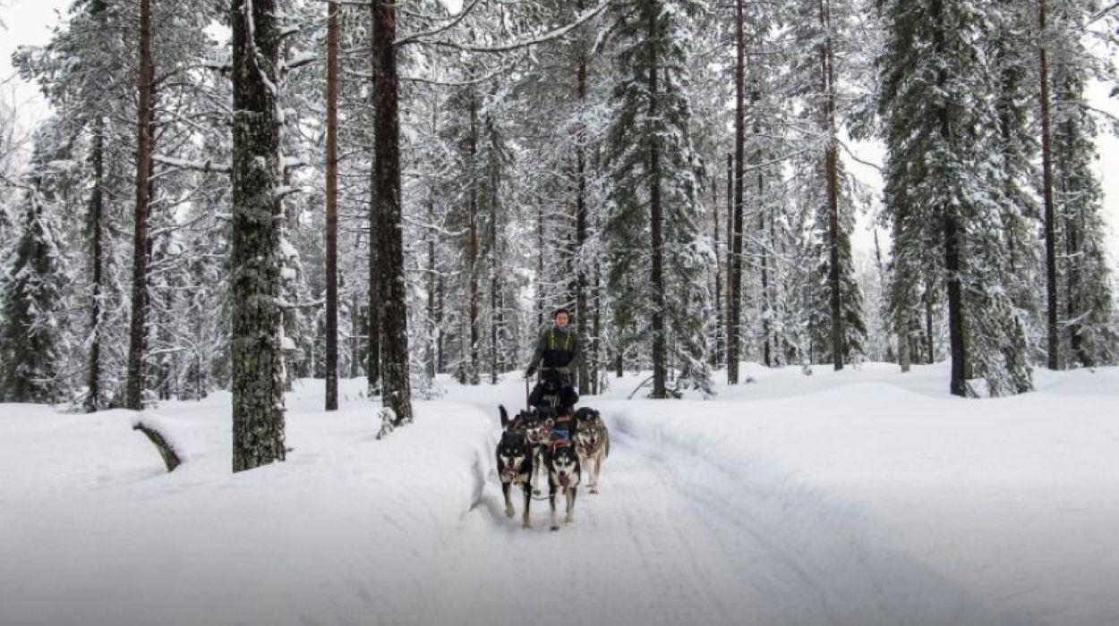 Husky Experience (Sunday Morning Resort)