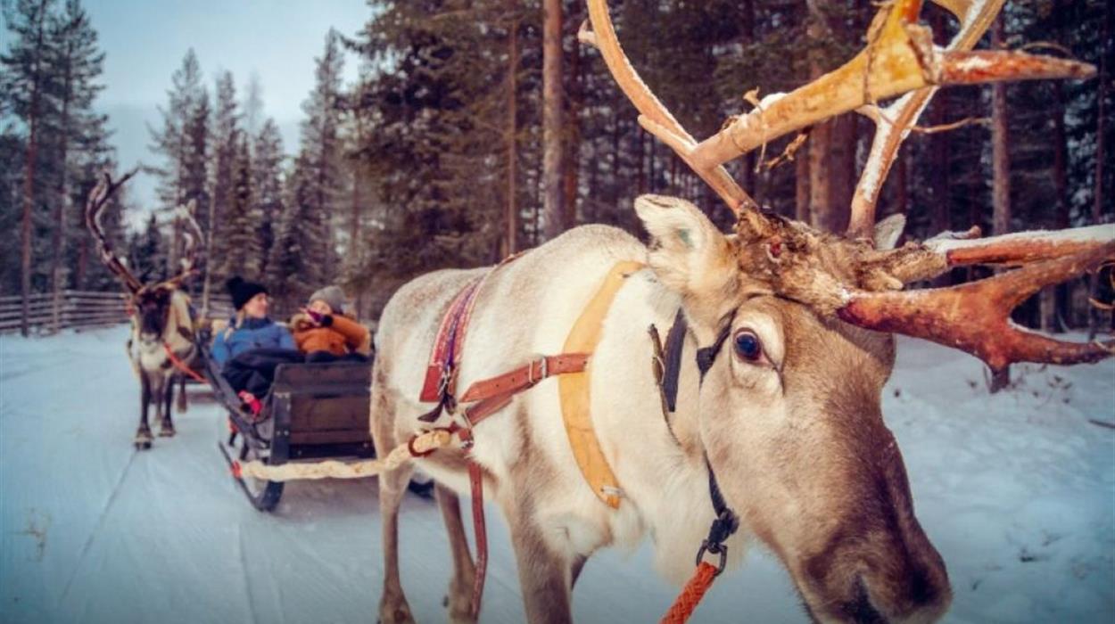 Meet the Reindeer (Sunday Morning Resort)