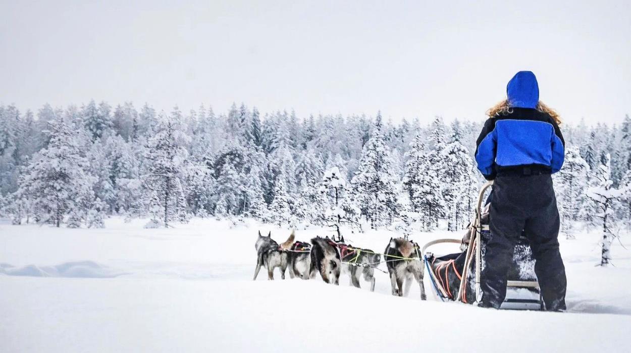 Husky Safari (Silver Birch Resort)