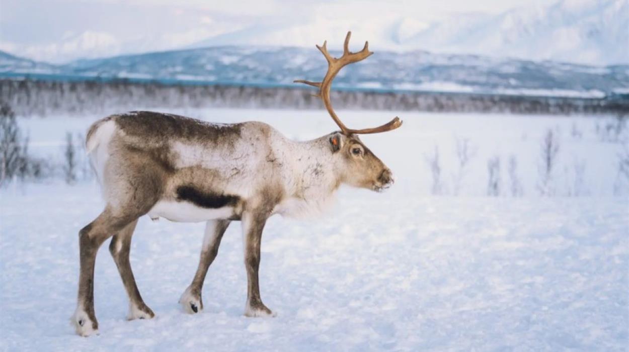 Reindeers and Sami Culture