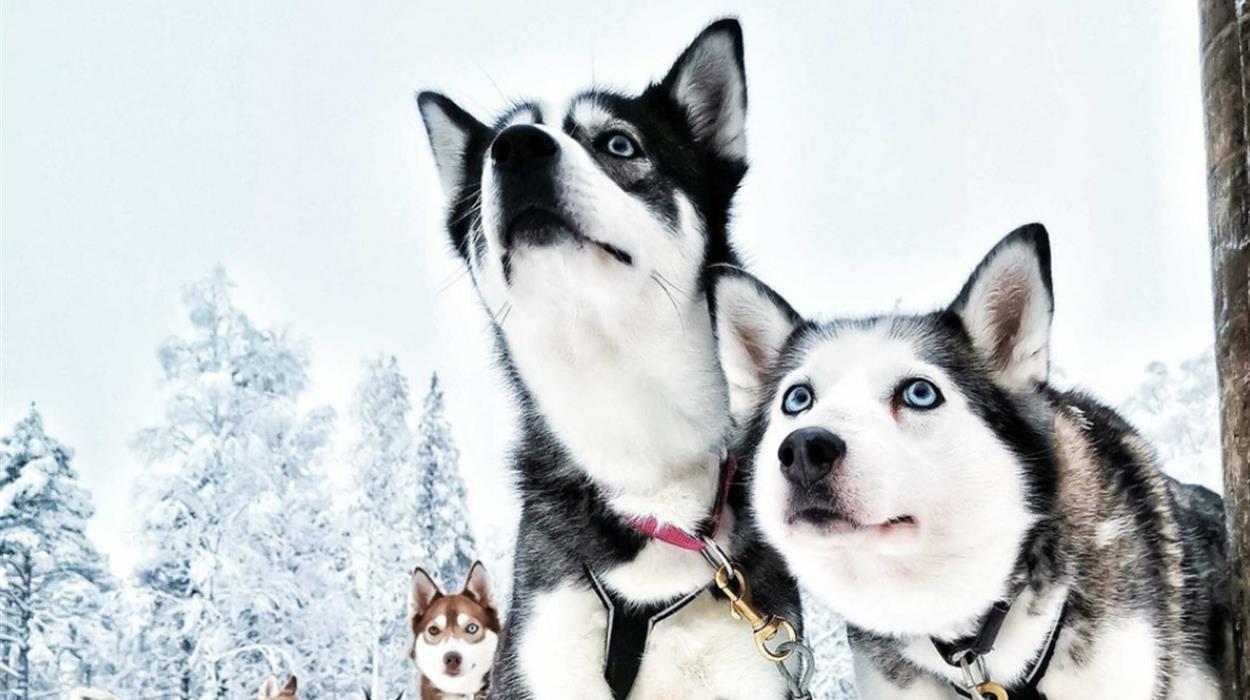 Husky Safari Tamokdalen - Afternoon