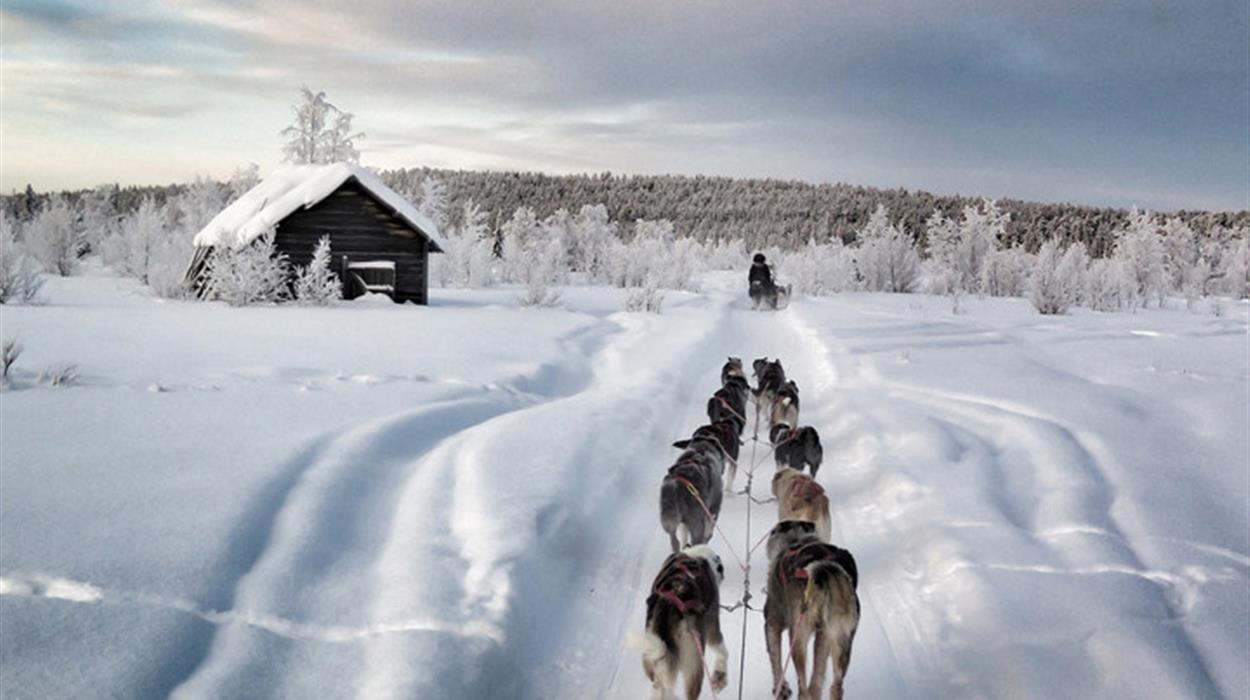 Dog Sledding Lunch Tour - Driver