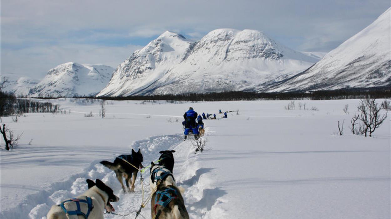 Dog-sledding Safari (Lyngen Experience)