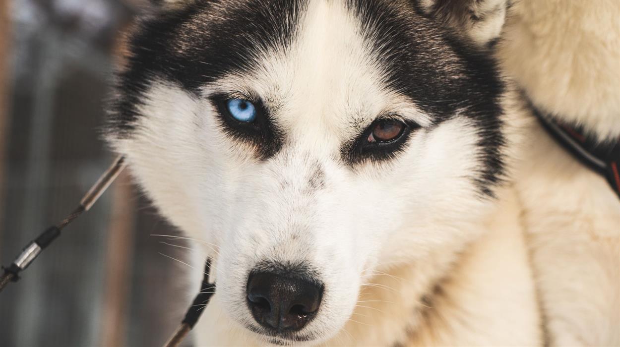 Dog-sledding as a Musher from Mattarahkka Lodge