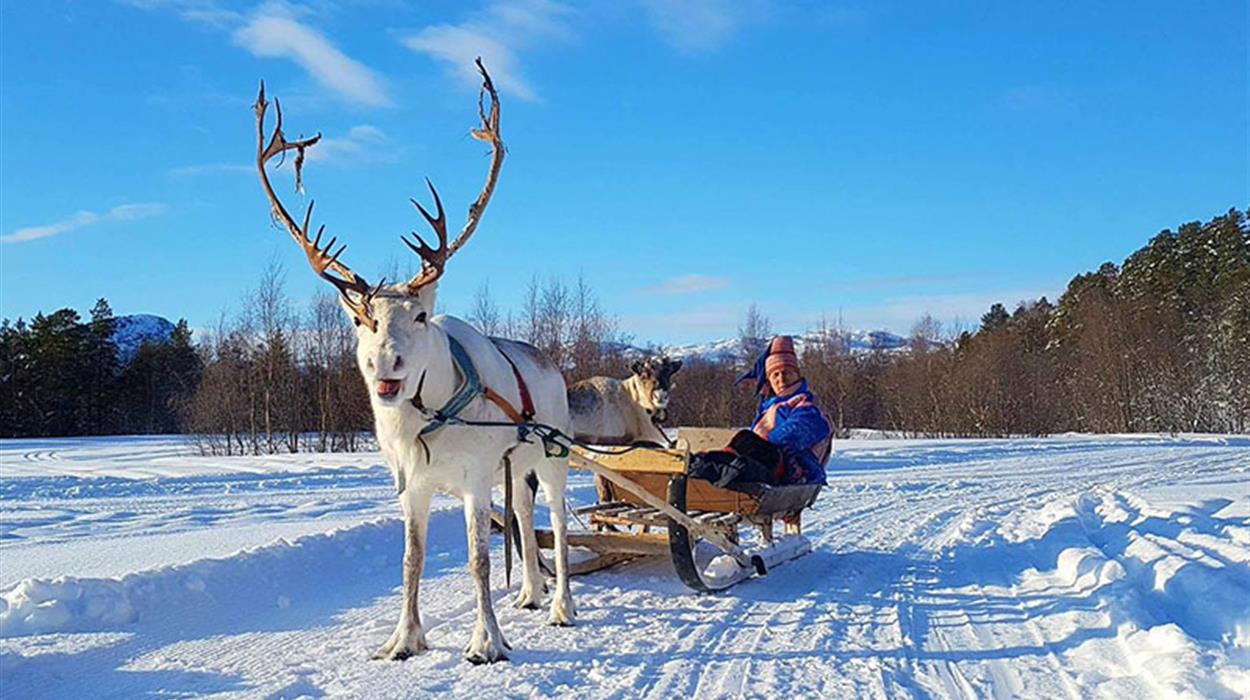 Sami Culture and Reindeer Experience at Sorrisniva