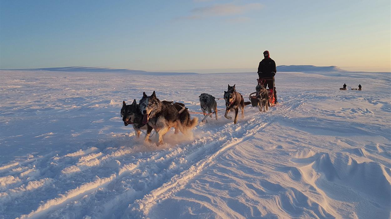 A Taste of Husky Sledding at Sorrisniva