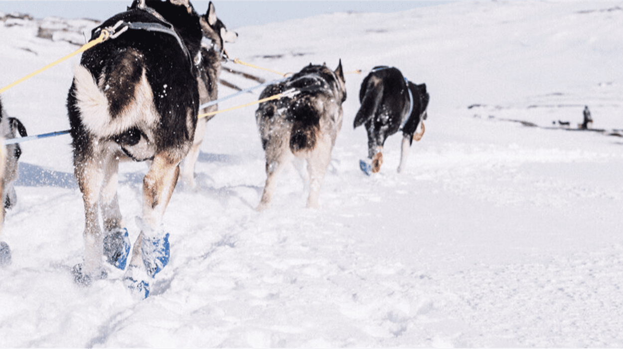 A Taste Of Dog Sledding