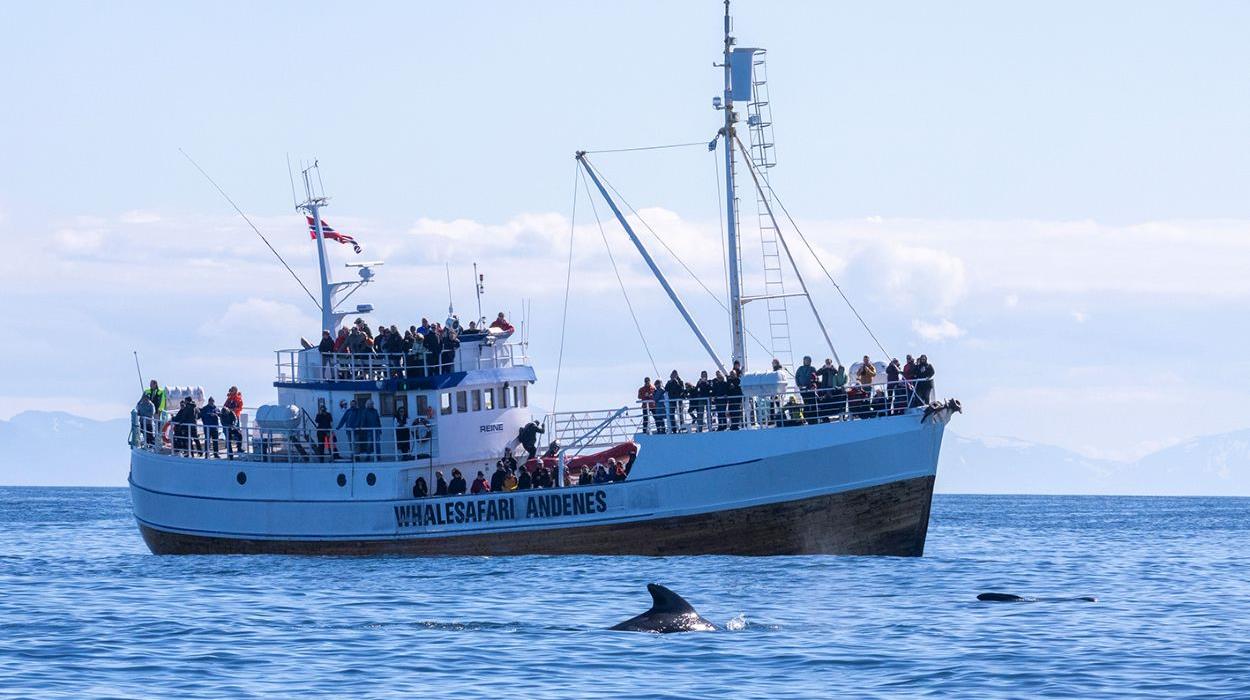 Whale Watching with Traditional Boat